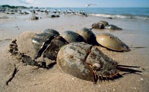 Many marine animals such as the horseshoe crab lives in the mudflats of Pak Nai