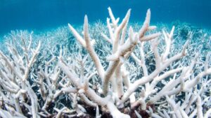 ReFI can help ocean conservation work such as coral restoration 